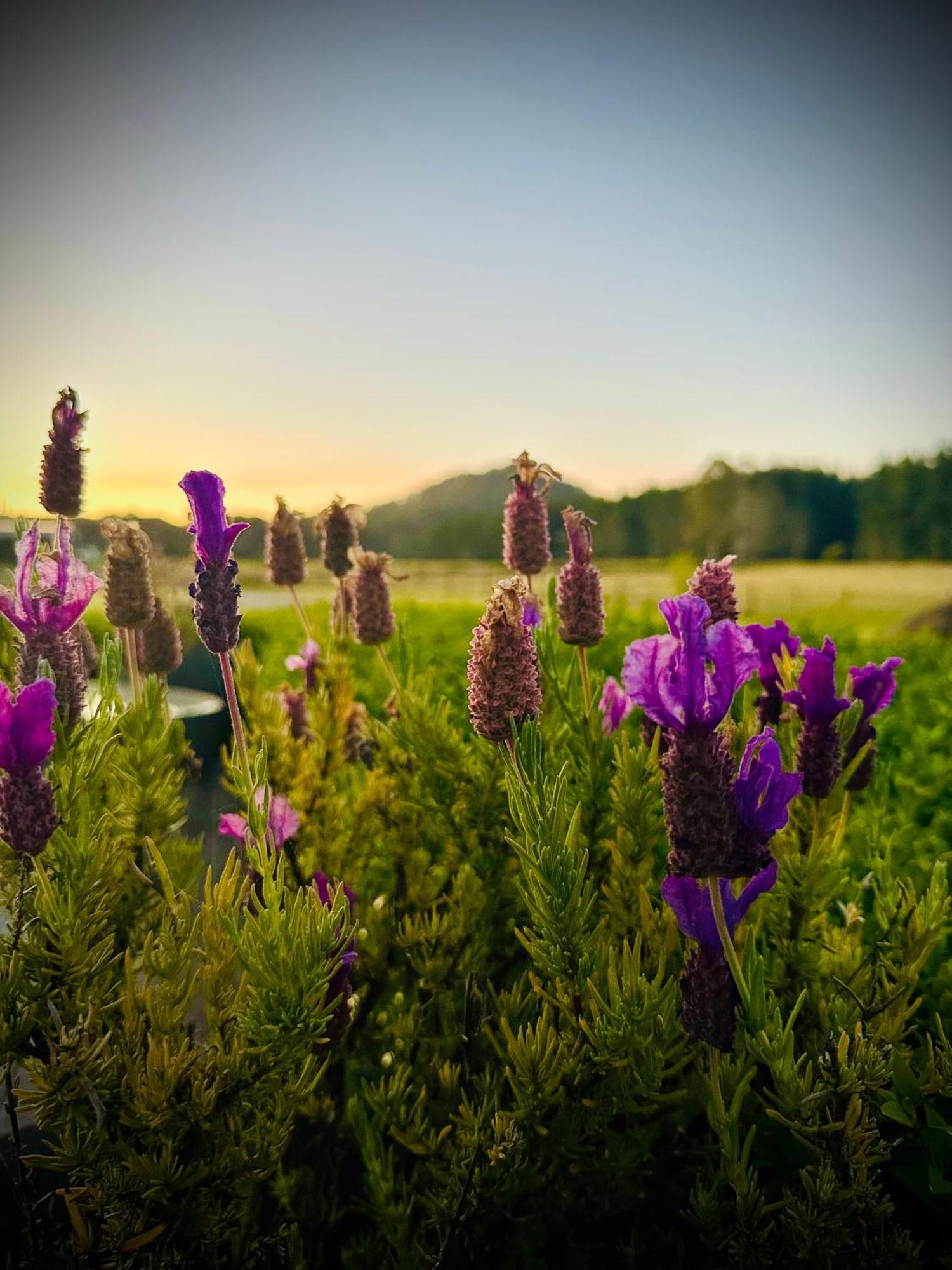 Buttons Cottage In Natures Paradise Nietta Екстер'єр фото